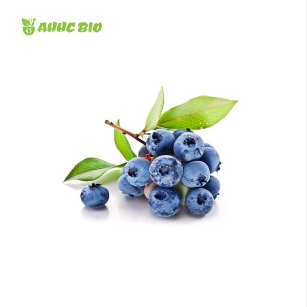 Blueberry Extract Powder - Image 2