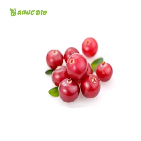 Cranberry Extract Powder - Image 2