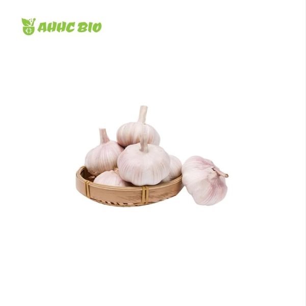 Garlic Extract Powder - Image 2