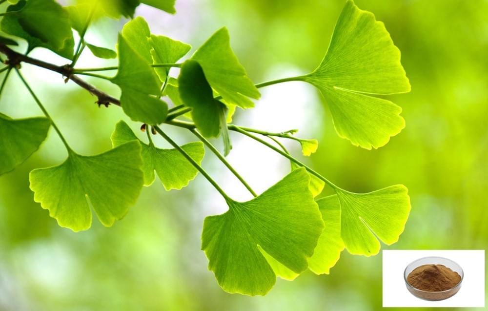 Ginkgo Biloba