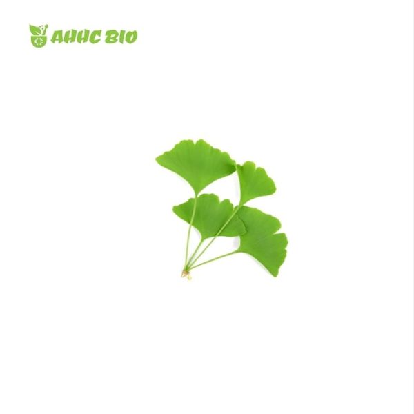 Ginkgo Biloba Extract Powder - Image 2