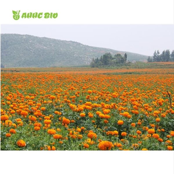 Marigold Extract Lutein Powder - Image 2