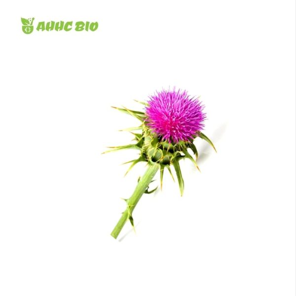 Milk Thistle Extract - Image 2