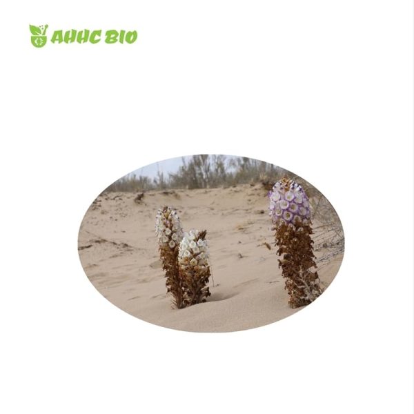 Cistanche Deserticola Extract Powder - Image 2
