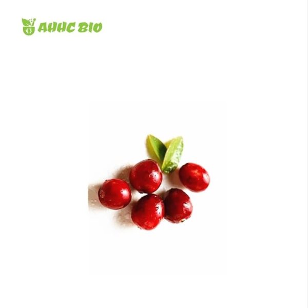 Cranberry Juice Powder - Image 2