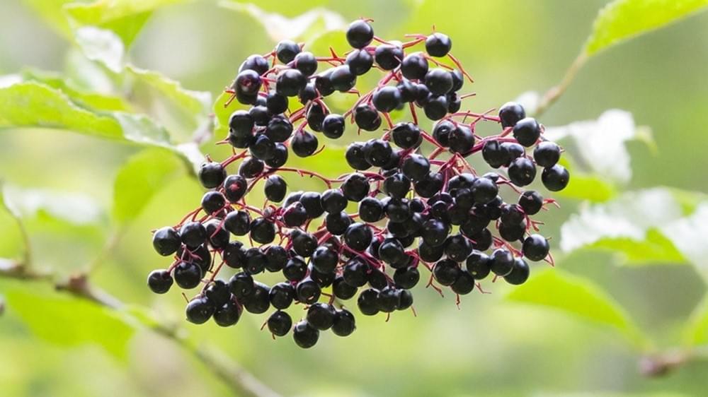 Elderberry juice powder