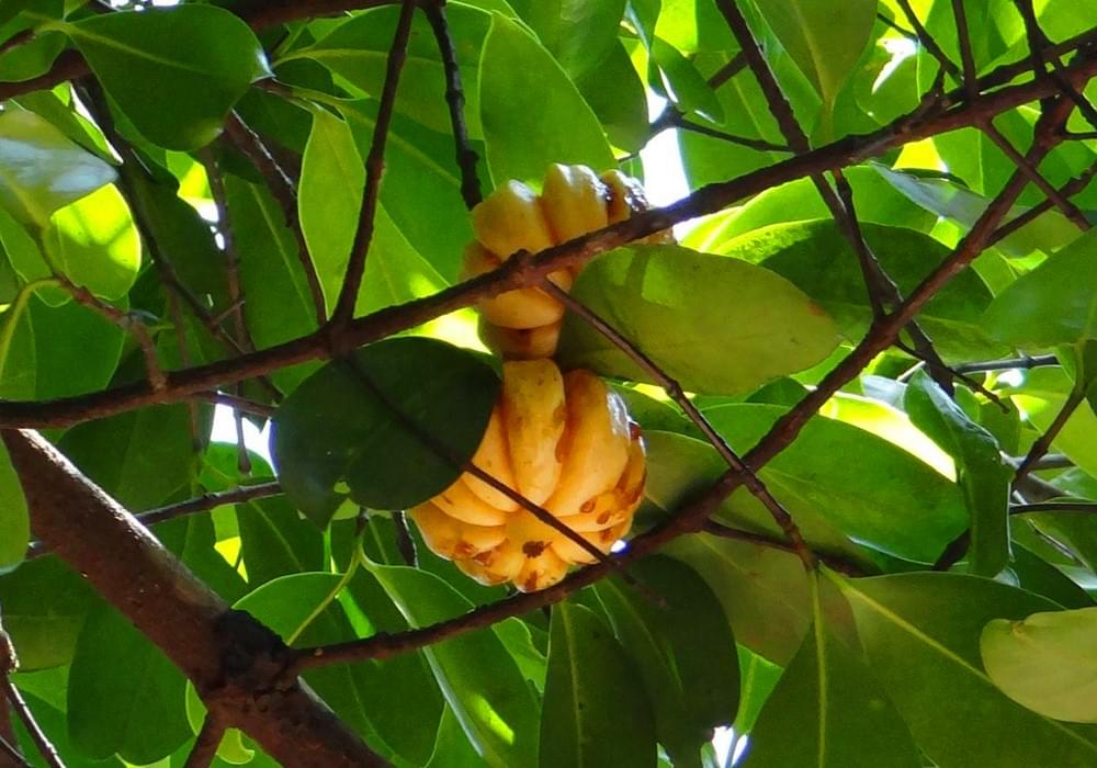 Garcinia Cambogia