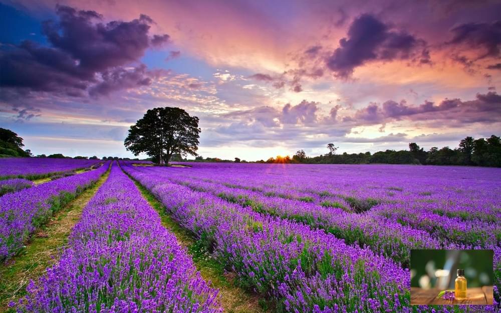 Lavender Oil