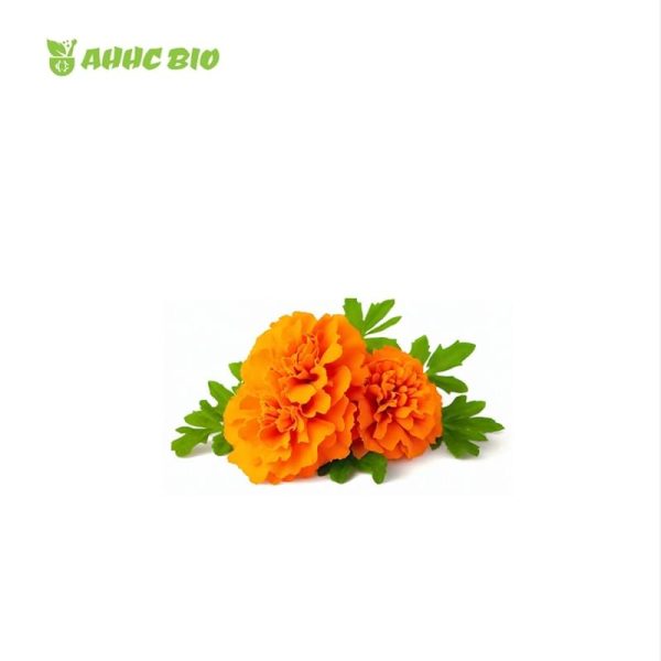 Marigold Extract Lutein Oil - Image 2
