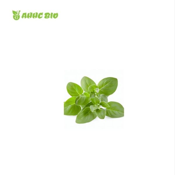 Oregano Essential Oil - Image 2