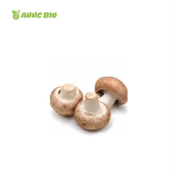 Organic Shiitake Mushroom Extract - Image 2