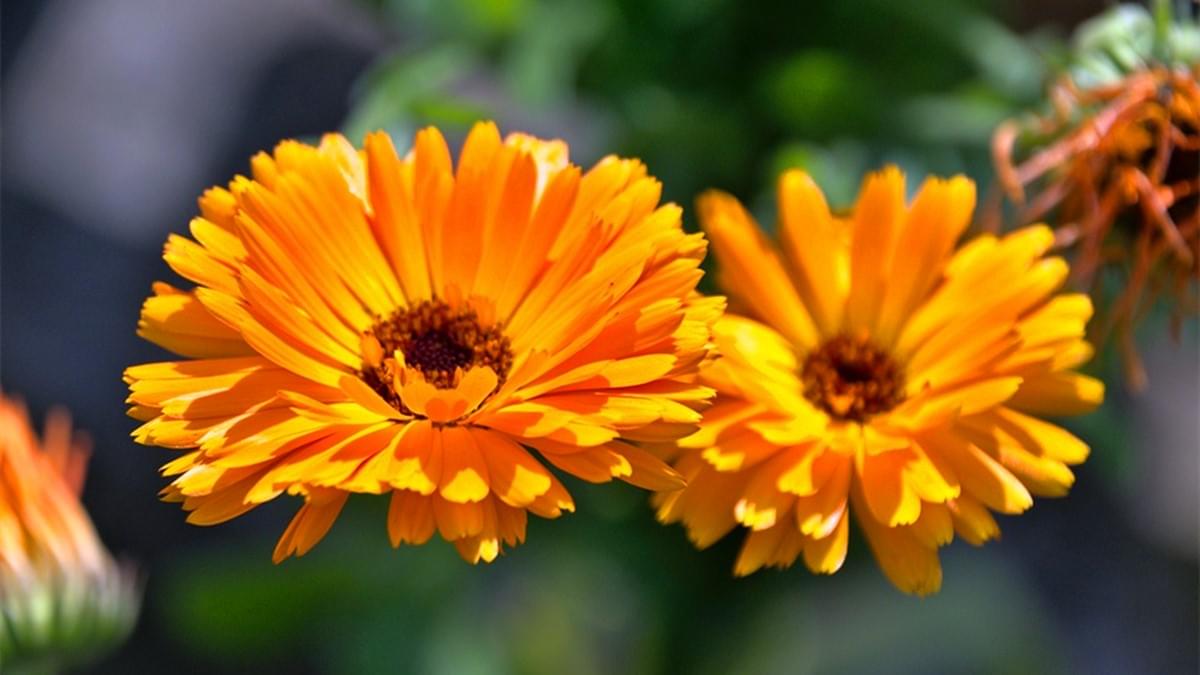 Convenient Lutein Formulation for Dietary Supplements